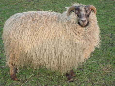 羊的特徵